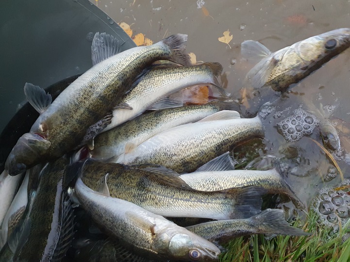 Podzimní vysazování ryb 2023